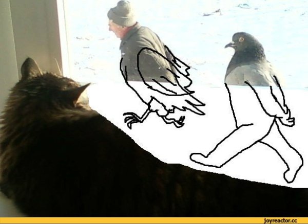 Голубь и мужик