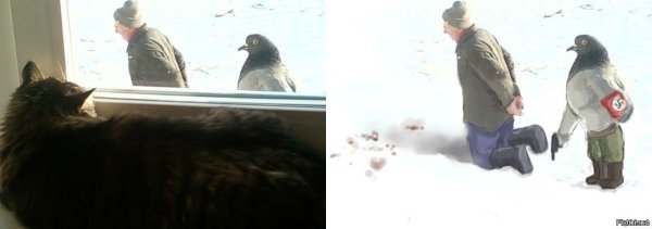 Голубь с пистолетом