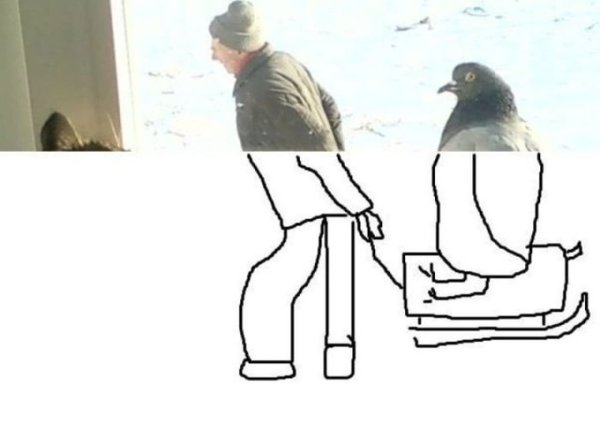 Мемы с голубями