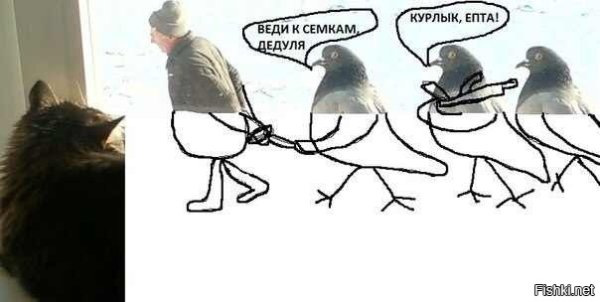 Мемы с голубями