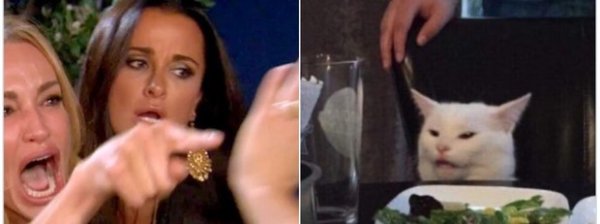 Девушки орут на кота