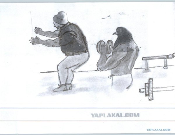 Голубь и мужик