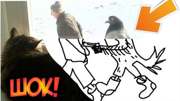 Голубь с пистолетом