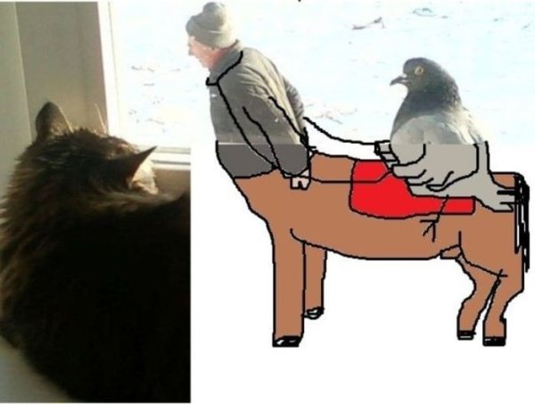 Голубь фашист Мем