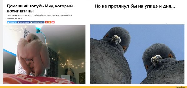 Голубь прикол