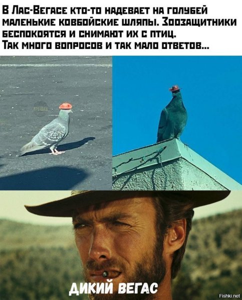Мемы с голубями