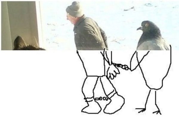 Мир глазами голубя