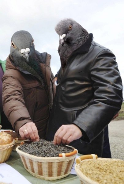 Голубь гопник