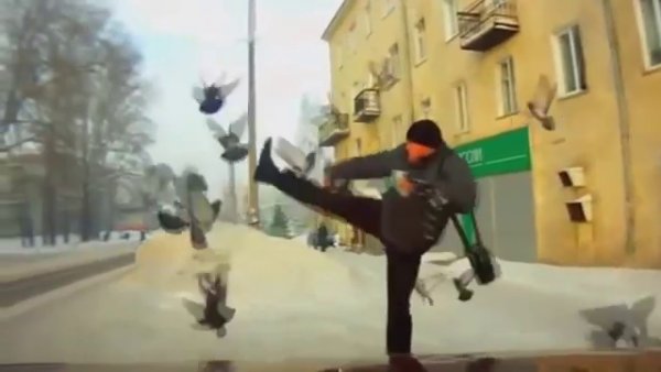 Пинок голубю