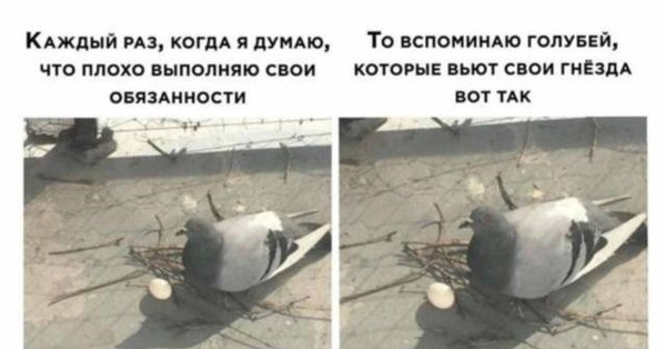 Голубь приемлемо