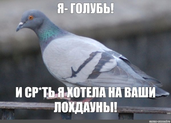 Мемы с голубями