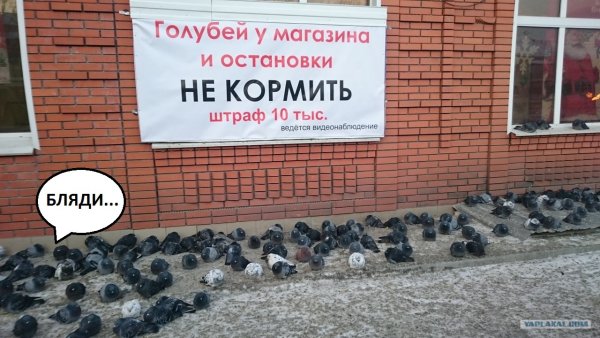 Шутки про голубей