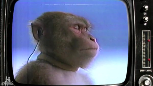 Обезьяна в наушниках Мем