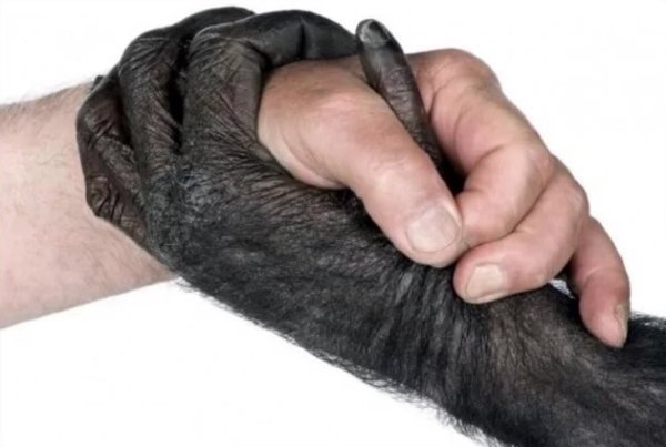 Рука обезьяны