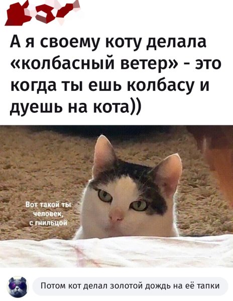 Человек с гнильцой Мем кот