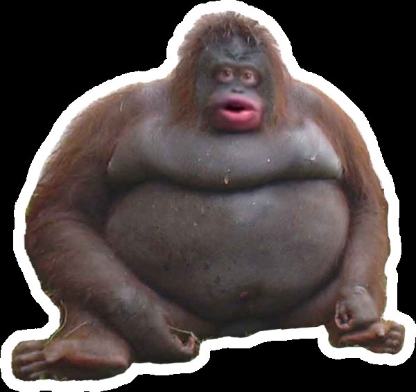 Роберт обезьяна