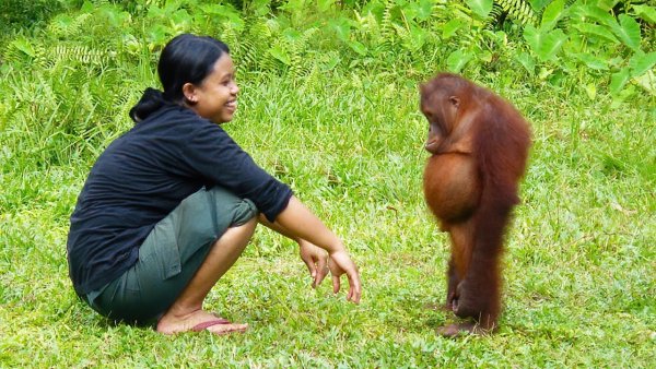 Обезьяна Мем