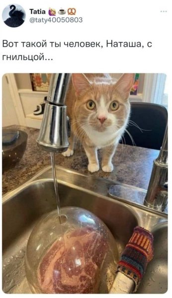 С гнильцой человек коты