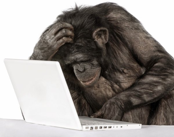 Обезьяна за ноутом