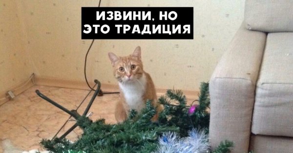 Коты и Наташа и елка