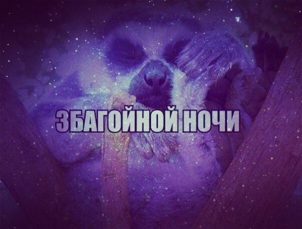 Спокойной ночи смешные картинки