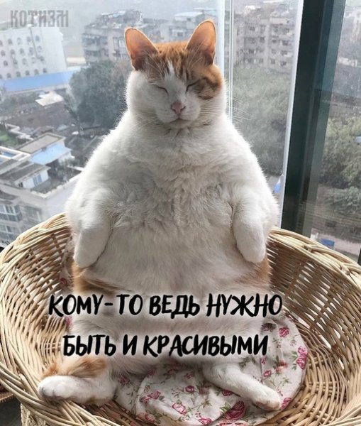 Котизм с надписями