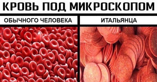 Кровь под микроскопом