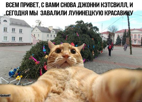 Кот Джонни Кэтсвилл