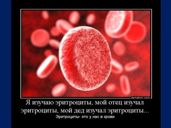 Эритроцит Мем
