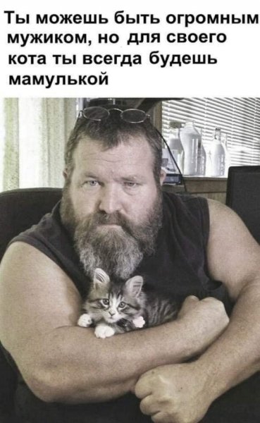 Бородатый мужик с котом