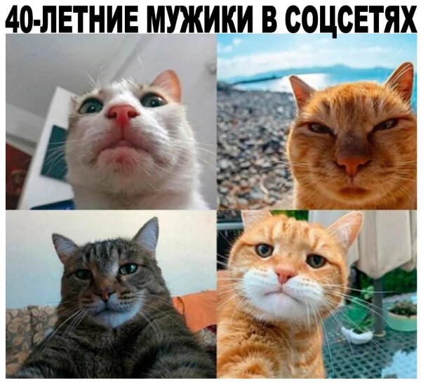 Мемы с котами