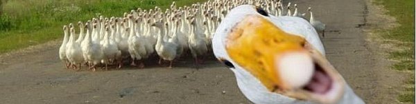 Стадо гусей