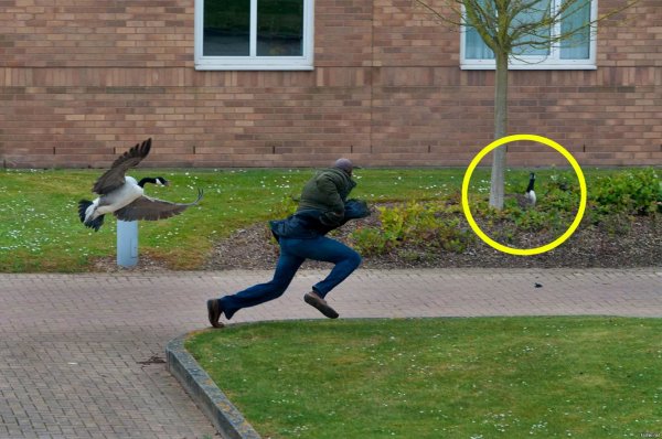 Утки нападают на людей