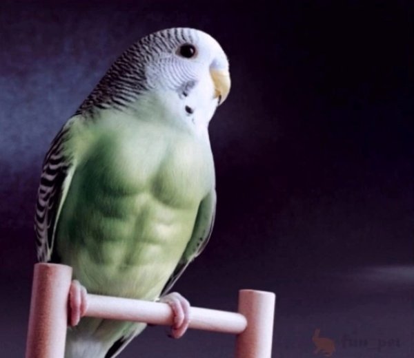 Толстый волнистый попугай