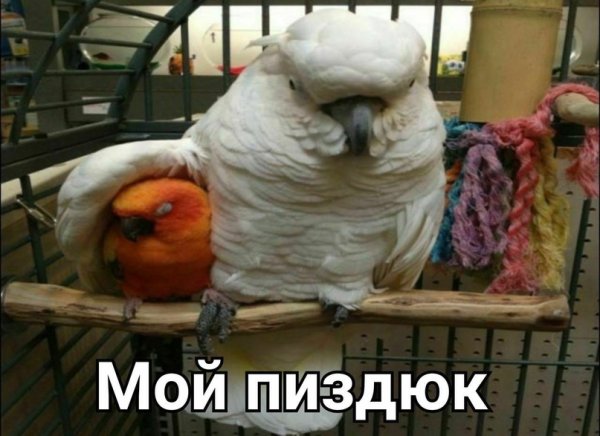 Попугай с накаченным парнем