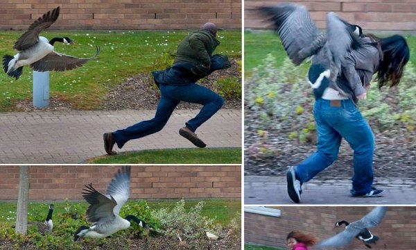 Нападение гуся