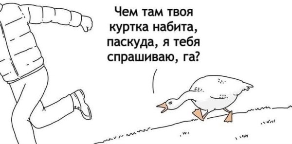 Гусь ты чем куртку напихав
