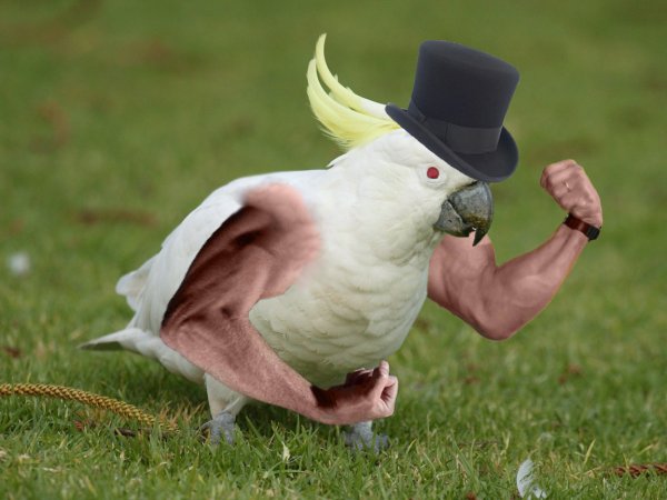 Мускулистая птица