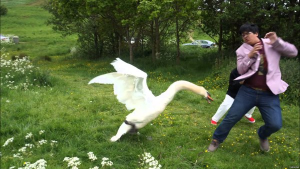 Гусь бежит за человеком