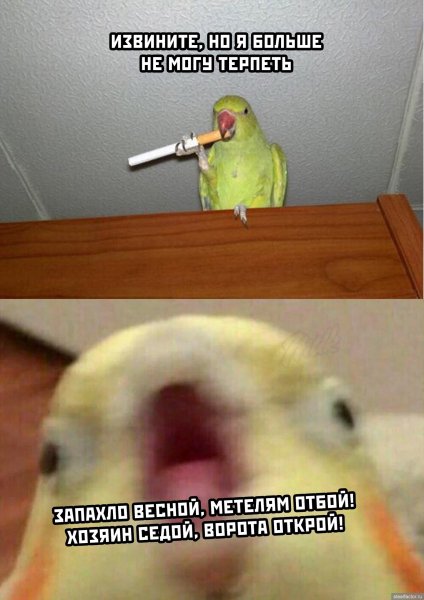 Попугай Мем