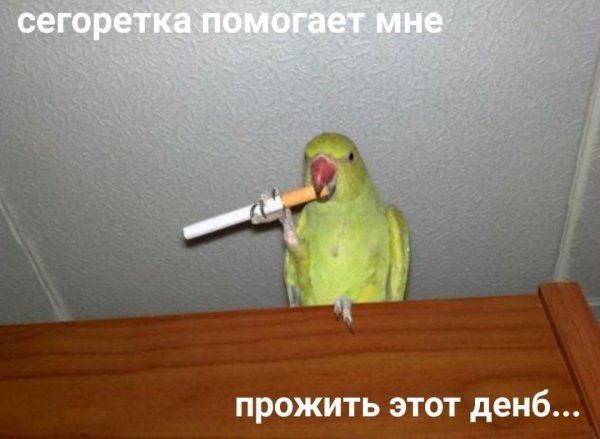 Курящий попугай
