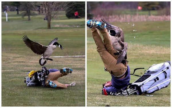 Гусь атакует