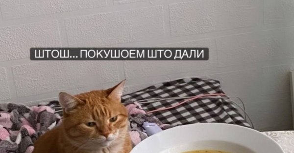 Человек с гнильцой кот