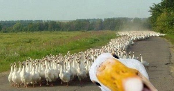 Смешной Гусь