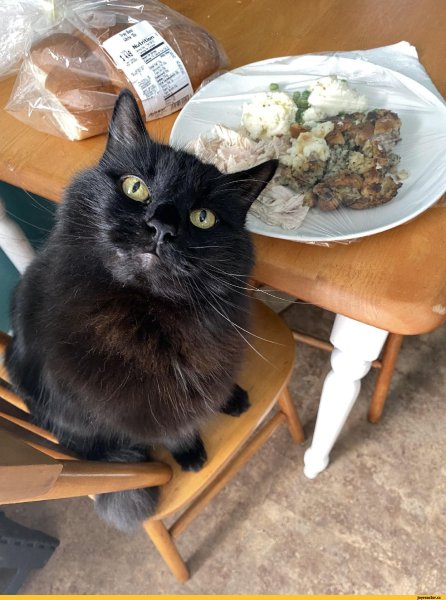 Кот с гнильцой