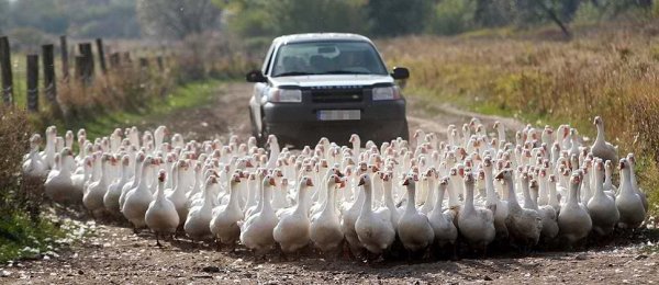 Гусь в машине