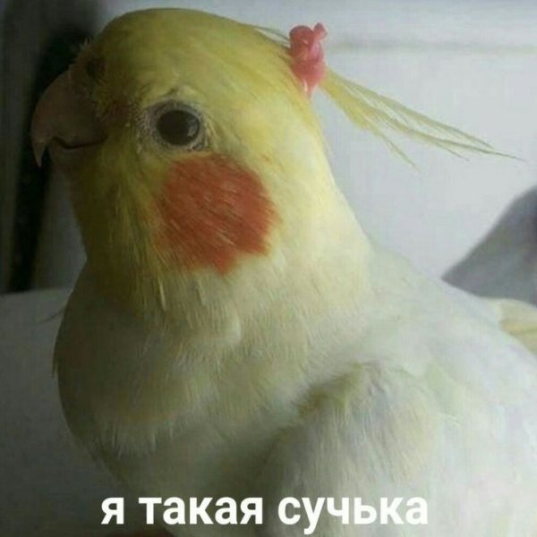 Корелла попугай альбинос