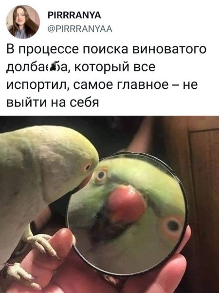 Попугай Мем