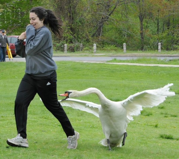Гусь атакует