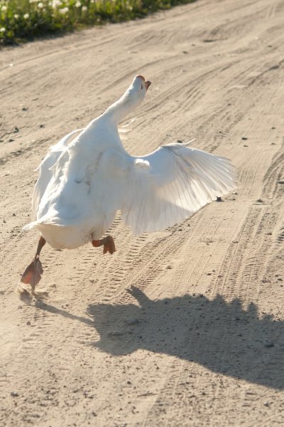 Гусь убегает